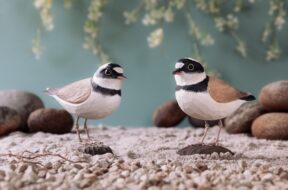 WILDLIFE GARDEN GWG4449_DecoBird_LittleRingedPlover_Lifestyle